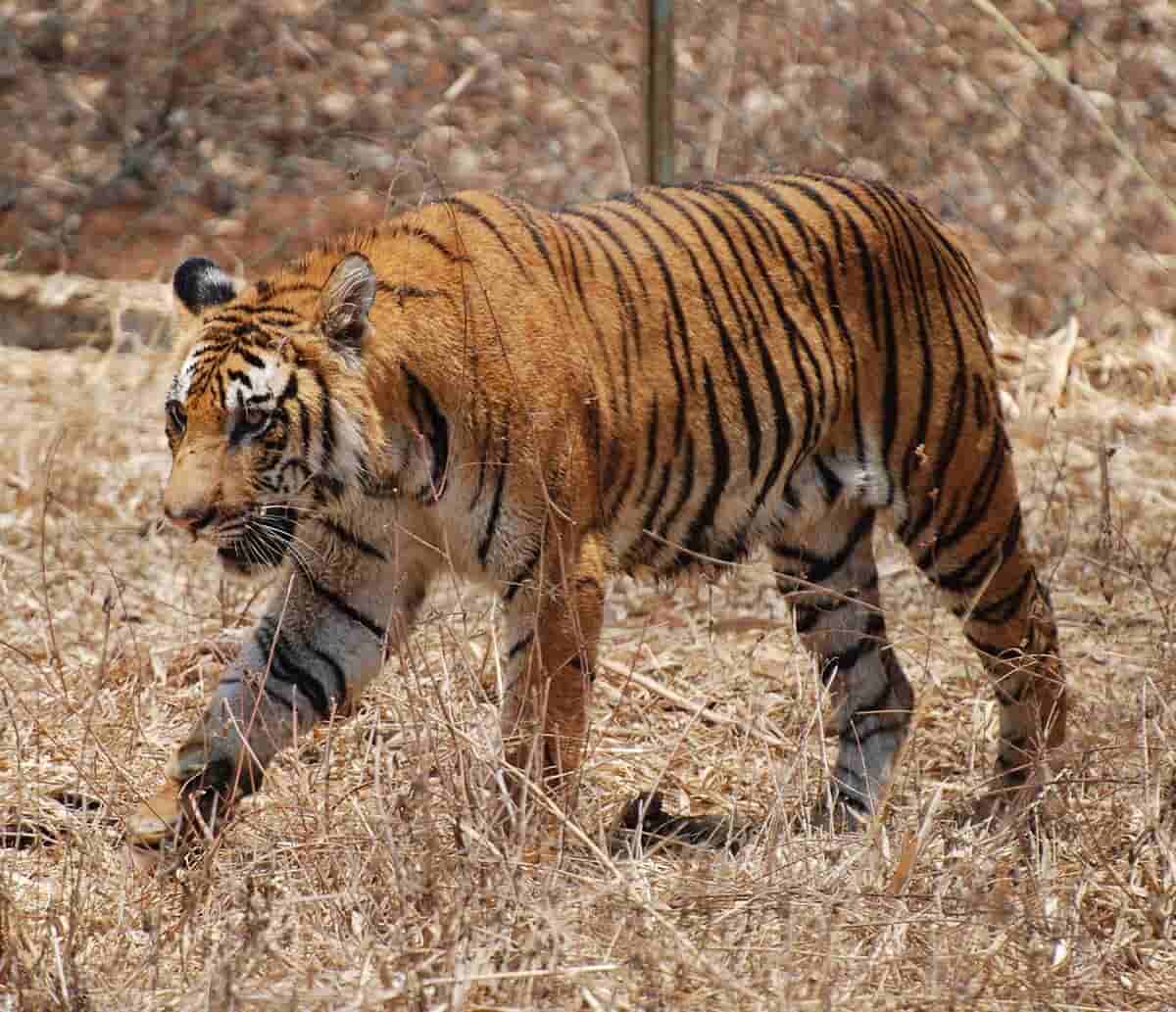 Nagarahole National Park